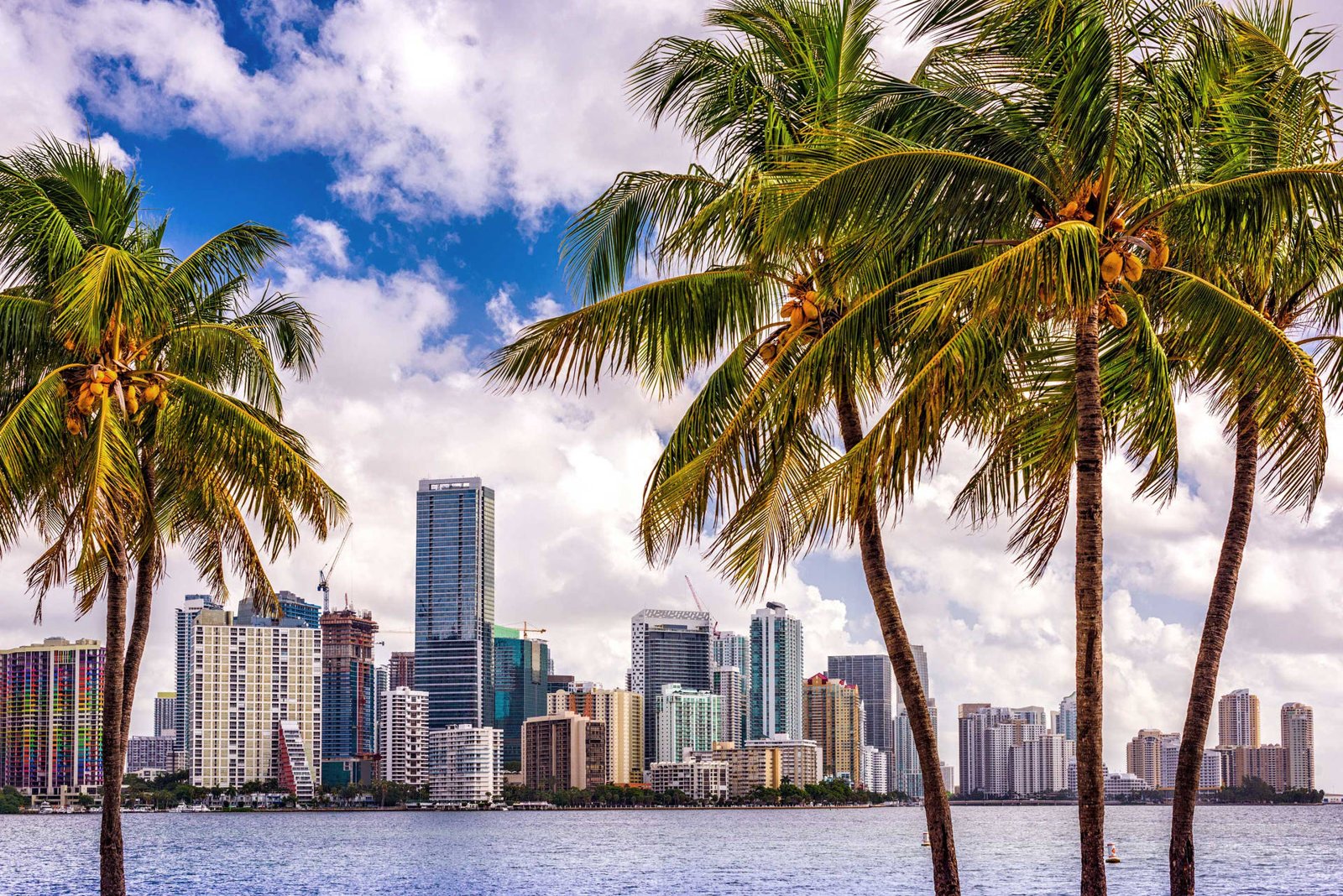 The Brickell skyline through the palms, Miami